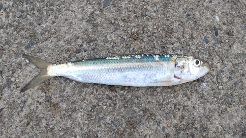 カタボシイワシの釣果