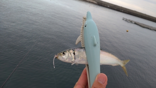 カタボシイワシの釣果