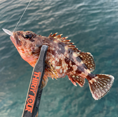 カサゴの釣果