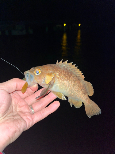 エゾメバルの釣果