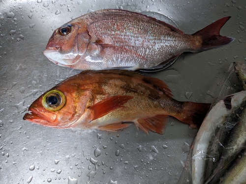 マダイの釣果