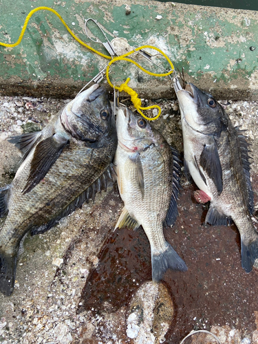 チヌの釣果