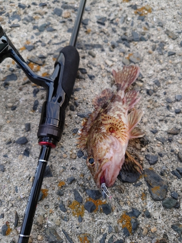 カサゴの釣果