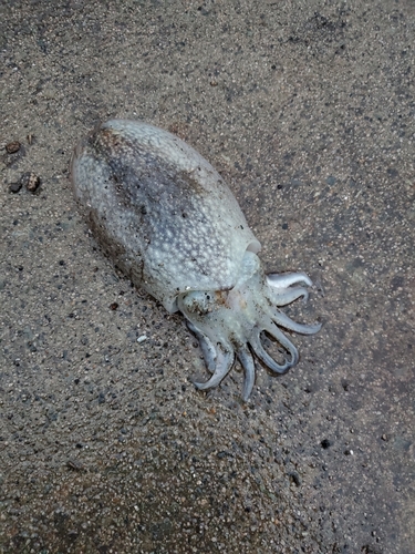 シリヤケイカの釣果