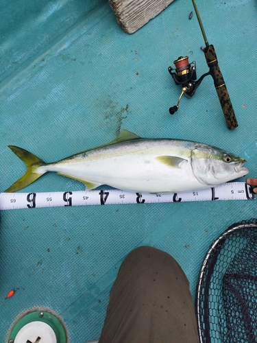 ブリの釣果