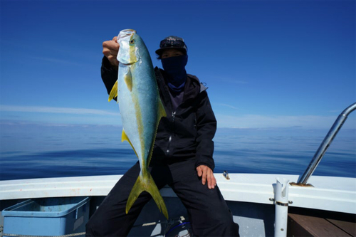 ヒラマサの釣果