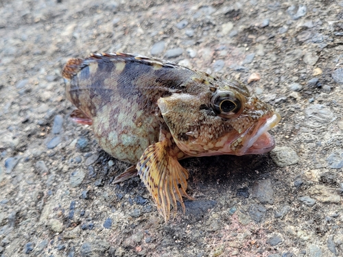 カサゴの釣果