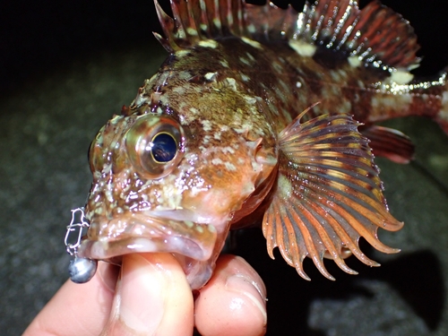 カサゴの釣果