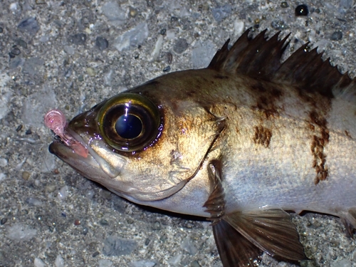 メバルの釣果