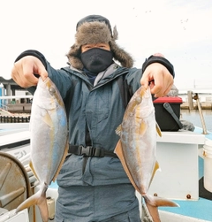 カンパチの釣果