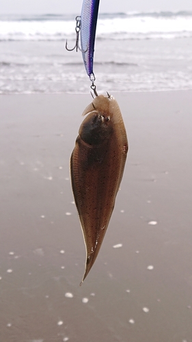 ウシノシタの釣果