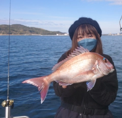 マダイの釣果