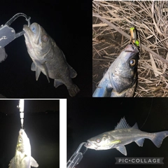 シーバスの釣果