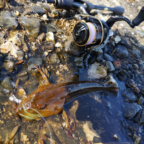 アナハゼの釣果