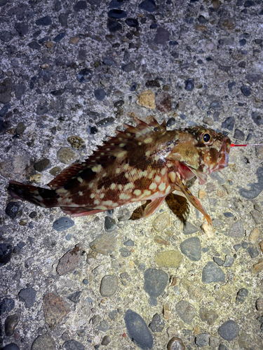 カサゴの釣果