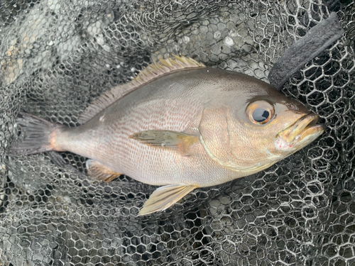 イサキの釣果