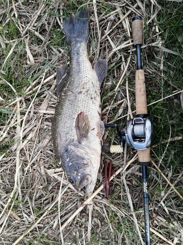 ブラックバスの釣果