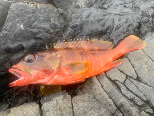 アカハタの釣果