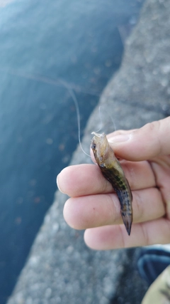 ハゼの釣果