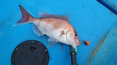 マダイの釣果