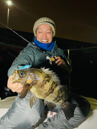 メバルの釣果