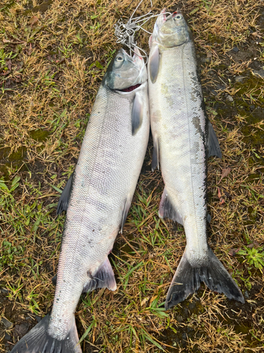 シロザケの釣果