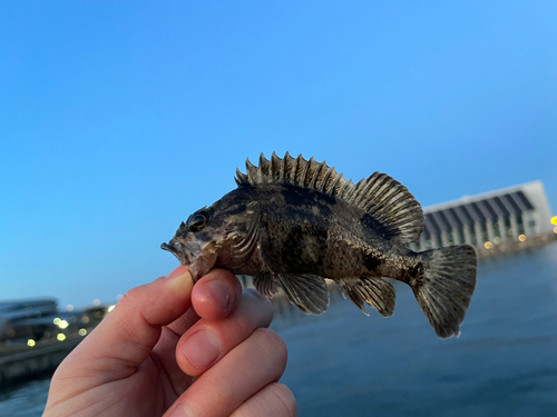 クロソイの釣果