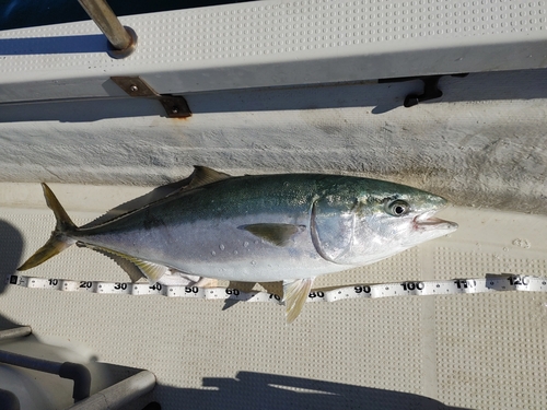 ブリの釣果