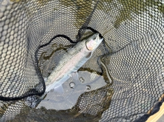 ニジマスの釣果