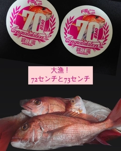 マダイの釣果