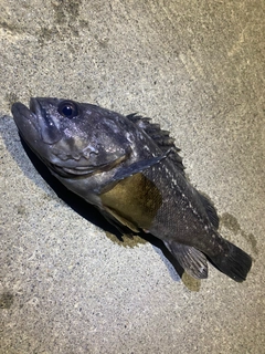 クロソイの釣果