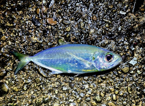 マアジの釣果