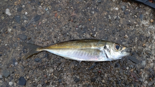 マアジの釣果