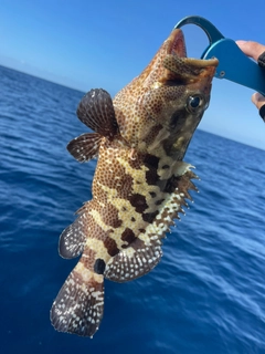 マダラハタの釣果