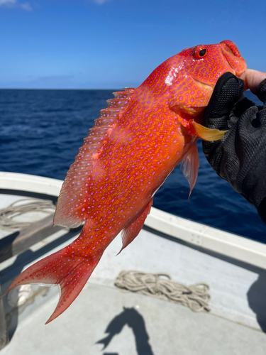 オジロバラハタの釣果