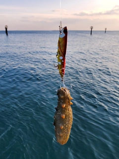 ナマコの釣果