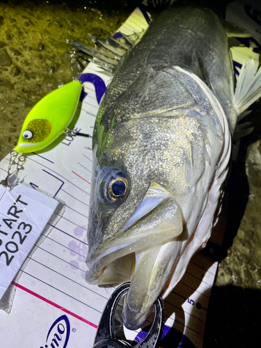 シーバスの釣果