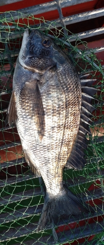 チヌの釣果