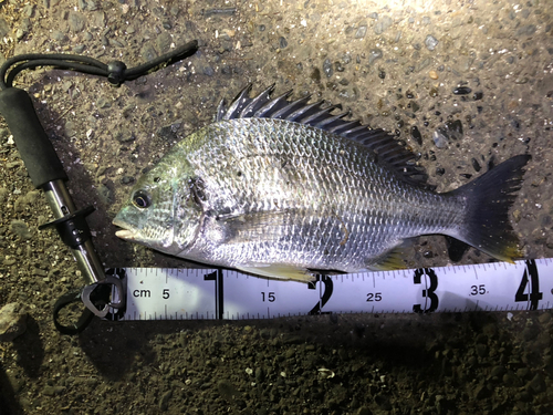 チヌの釣果