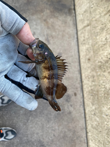 メバルの釣果