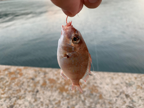 チャリコの釣果