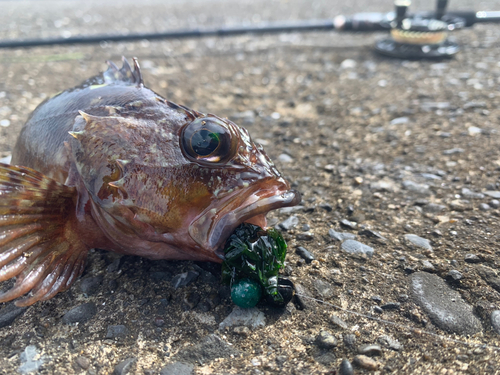 カサゴの釣果