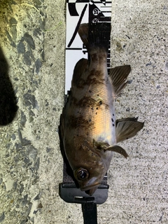 シロメバルの釣果