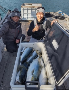 ブリの釣果