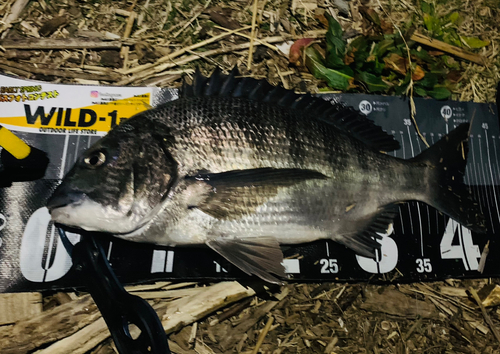 クロダイの釣果