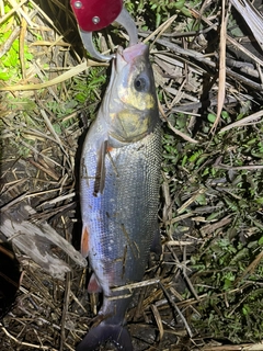 ウグイの釣果