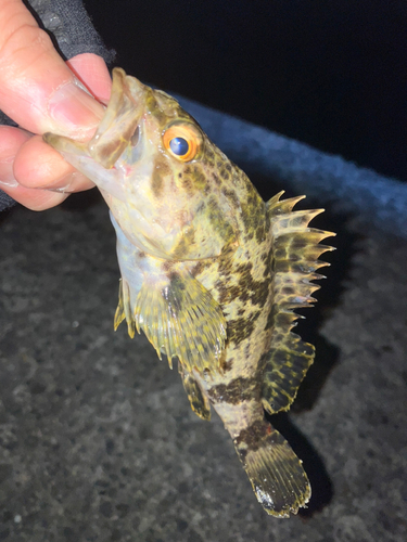 タケノコメバルの釣果