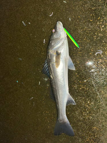 シーバスの釣果