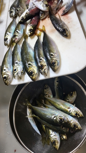 アジの釣果