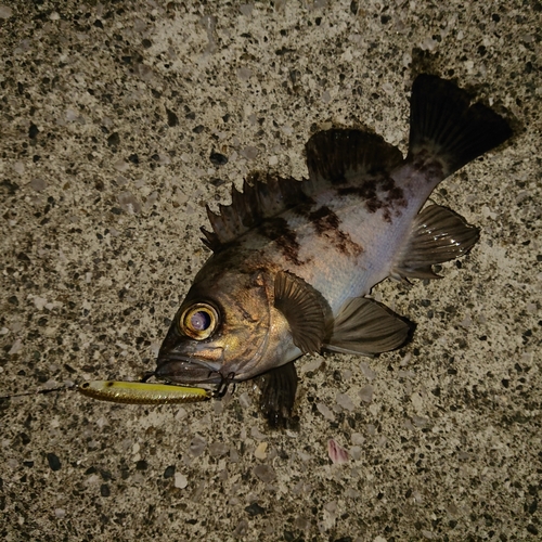 メバルの釣果